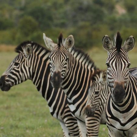Idube Game Reserve Sabi Sand Zewnętrze zdjęcie