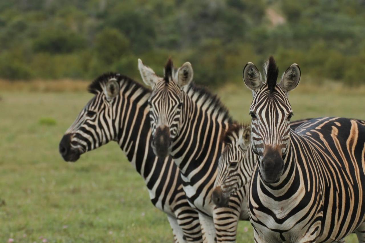 Idube Game Reserve Sabi Sand Zewnętrze zdjęcie